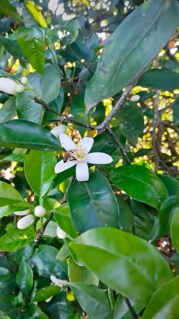 Abelha na flor de laranjeira